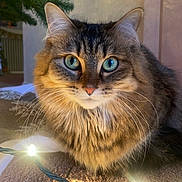 Mavis joined the competition — help win amazing prizes! animal, blue_eyes, carpet, cat, christmas_tree, close_up, cozy, cute, decorations, feline, fluffy, fur, holiday, indoor, pet, portrait, string_lights, tabby, warm_light, whiskers