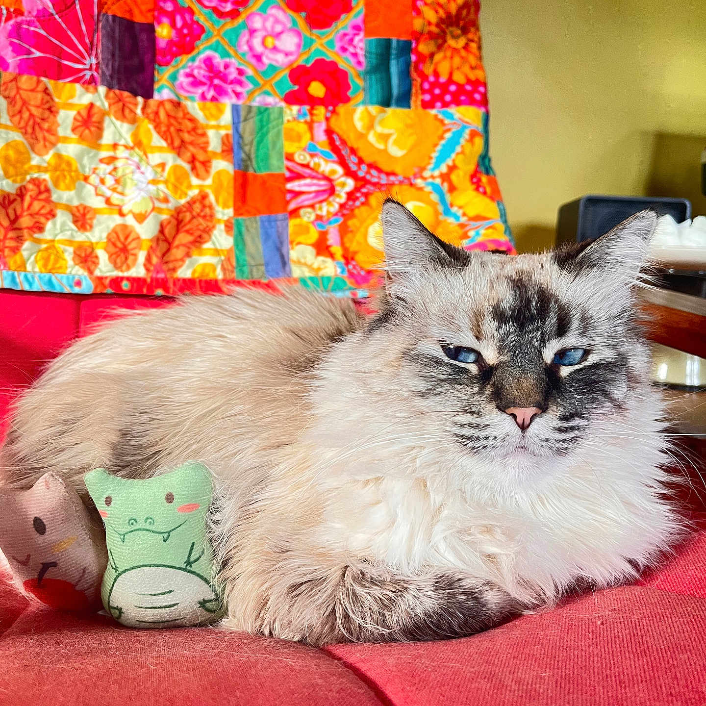 Starling joined the competition — help win amazing prizes! animal, cat, clothing, computerhardware, couch, cushion, electronics, furniture, hardware, homedecor, hosiery, indoors, interiordesign, kitten, linen, monitor, pet, quilt, screen, sock