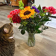 Baby joined the competition — help win amazing prizes! cat, tabby_cat, flower_bouquet, sunflower, rose, vase, wooden_floor, indoor, curious, pet, collar, plant, greenery, colorful, household, domestic, feline, sniffing, closeup, natural_light