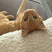 Lucy joined the competition — help win amazing prizes! cat, orange_tabby, fluffy_blanket, upside_down, curious_eyes, whiskers, indoor, cozy, pet, feline, soft_texture, relaxed, paw, closeup, home, cute, animal, resting, domestic_cat, fur