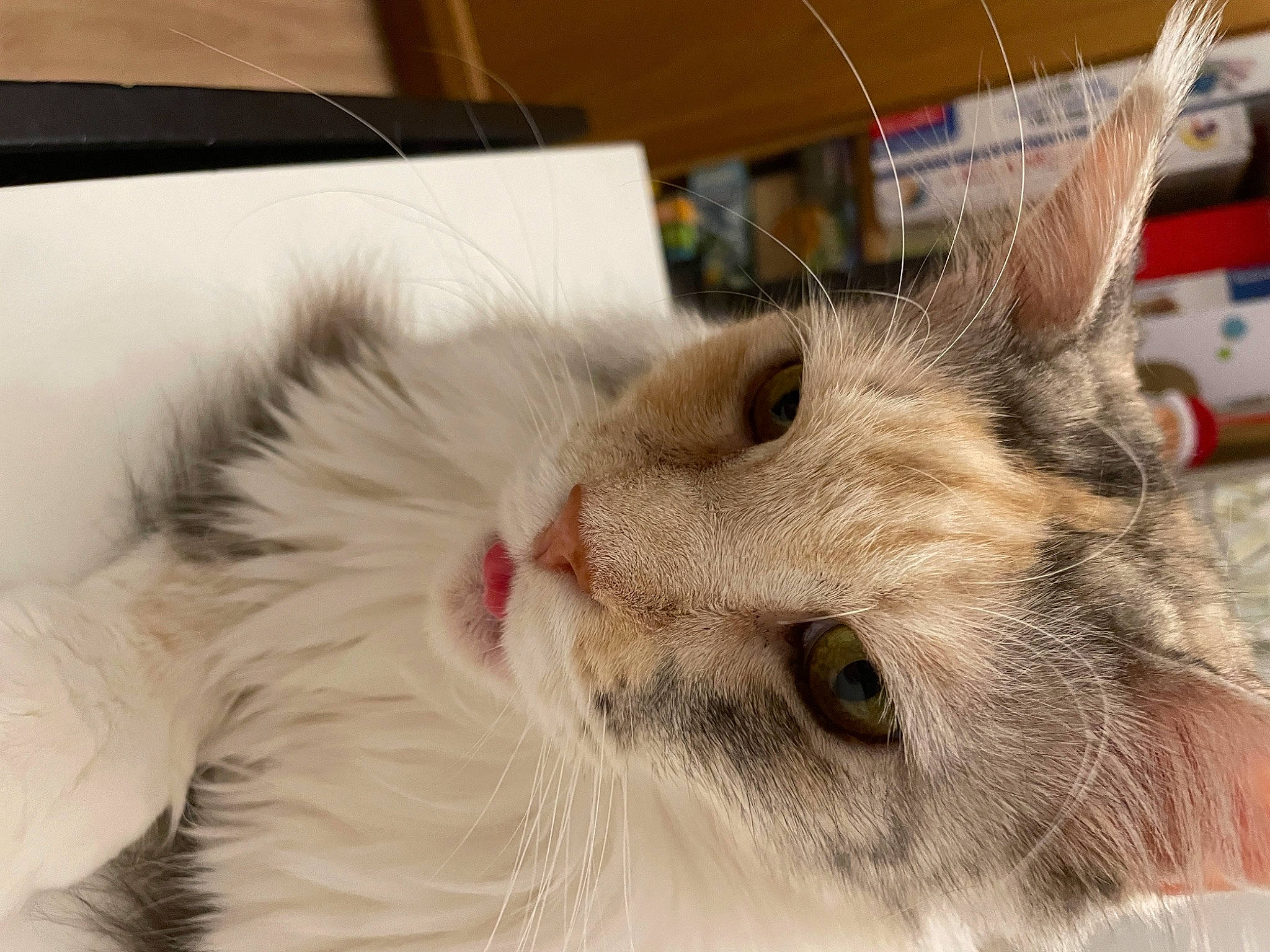 Malice a rejoint le concours — aidez-le/la à gagner de superbes lots ! box, carnivore, cat, claw, domestic_short_haired_cat, fawn, felidae, fur, paw, small_to_medium_sized_cats, snout, whiskers