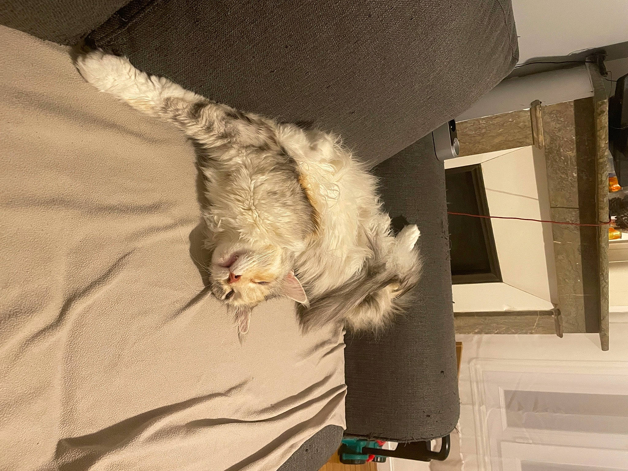 Malice participe au concours pour gagner de l'argent avec cette photo : canidae, cat, claw, comfort, companion_dog, domestic_short_haired_cat, feather, felidae, flooring, fur, grey, linens, room, small_to_medium_sized_cats, sporting_group, tail, whiskers, window, wing, wood