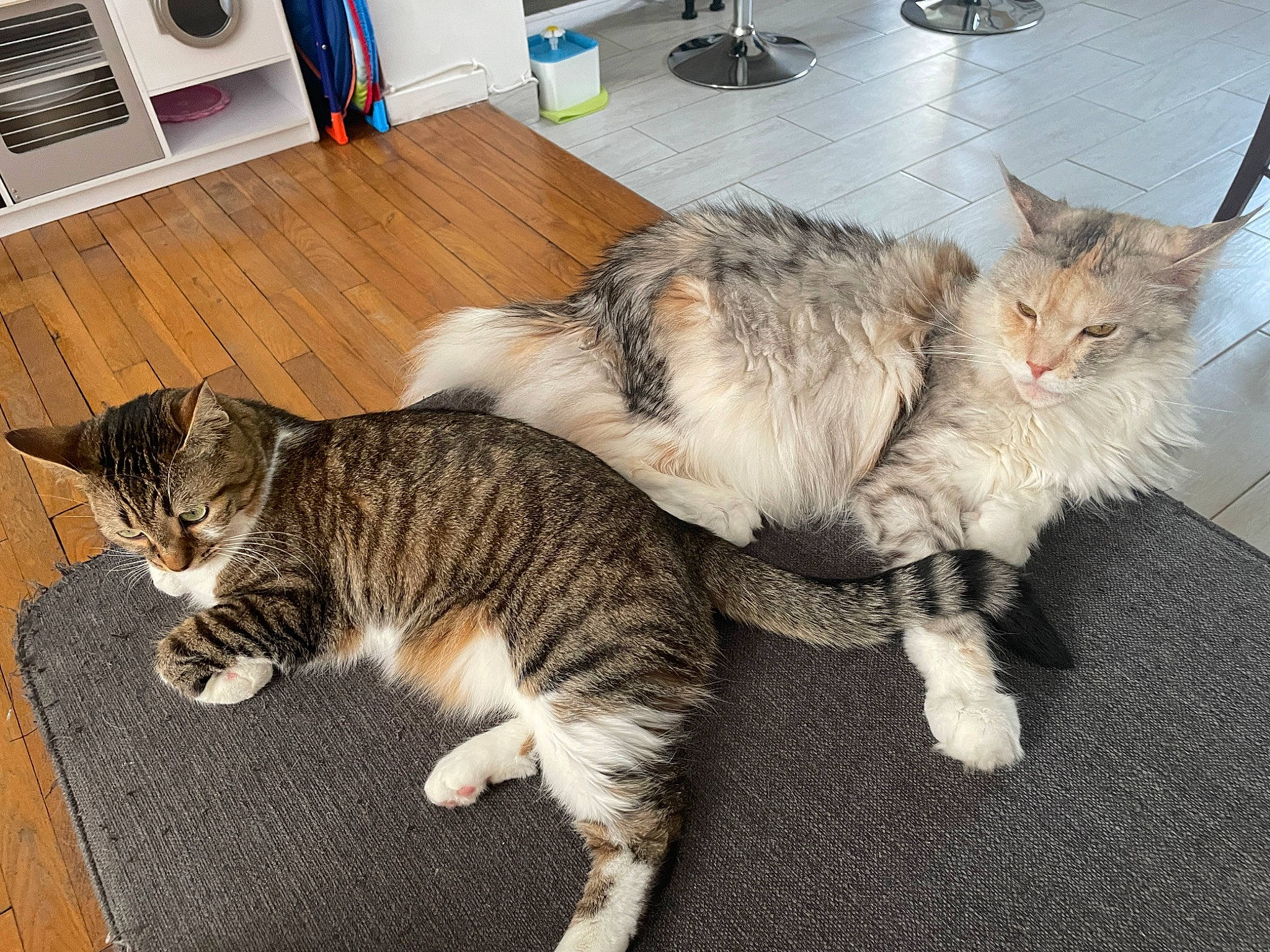 Malice participe au concours pour gagner de l'argent avec cette photo : carnivore, cat, claw, comfort, domestic_short_haired_cat, felidae, flooring, fur, hardwood, home_appliance, kitchen_appliance, lap, paw, small_to_medium_sized_cats, snout, tail, whiskers