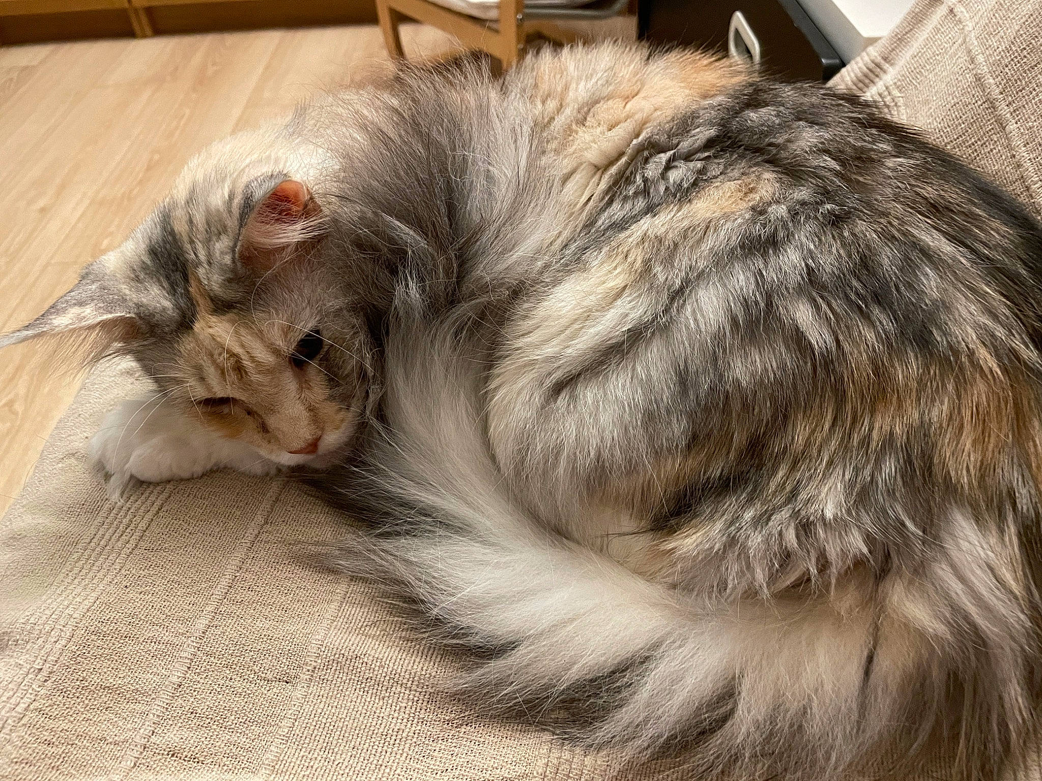 Malice a rejoint le concours — aidez-le/la à gagner de superbes lots ! british_longhair, carnivore, cat, claw, comfort, domestic_short_haired_cat, felidae, fur, hardwood, nap, paw, sleep, small_to_medium_sized_cats, snout, tail, terrestrial_animal, whiskers, wood