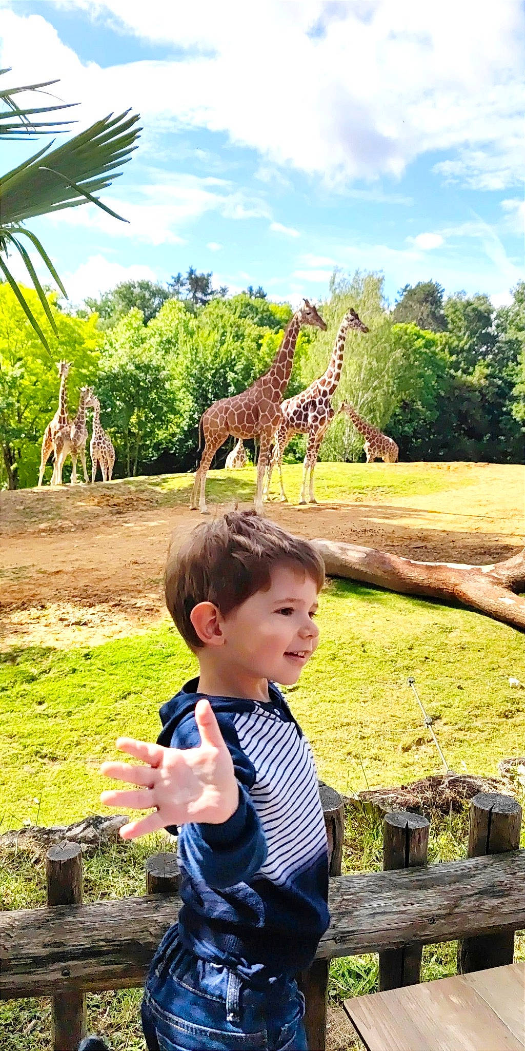 Helyo participe au concours pour gagner de l'argent avec cette photo : botany, cloud, fun, giraffe, giraffidae, grass, green, happy, leaf, leisure, mammal, natural_landscape, nature, person, photograph, plant, plant_community, sky, tree, vegetation