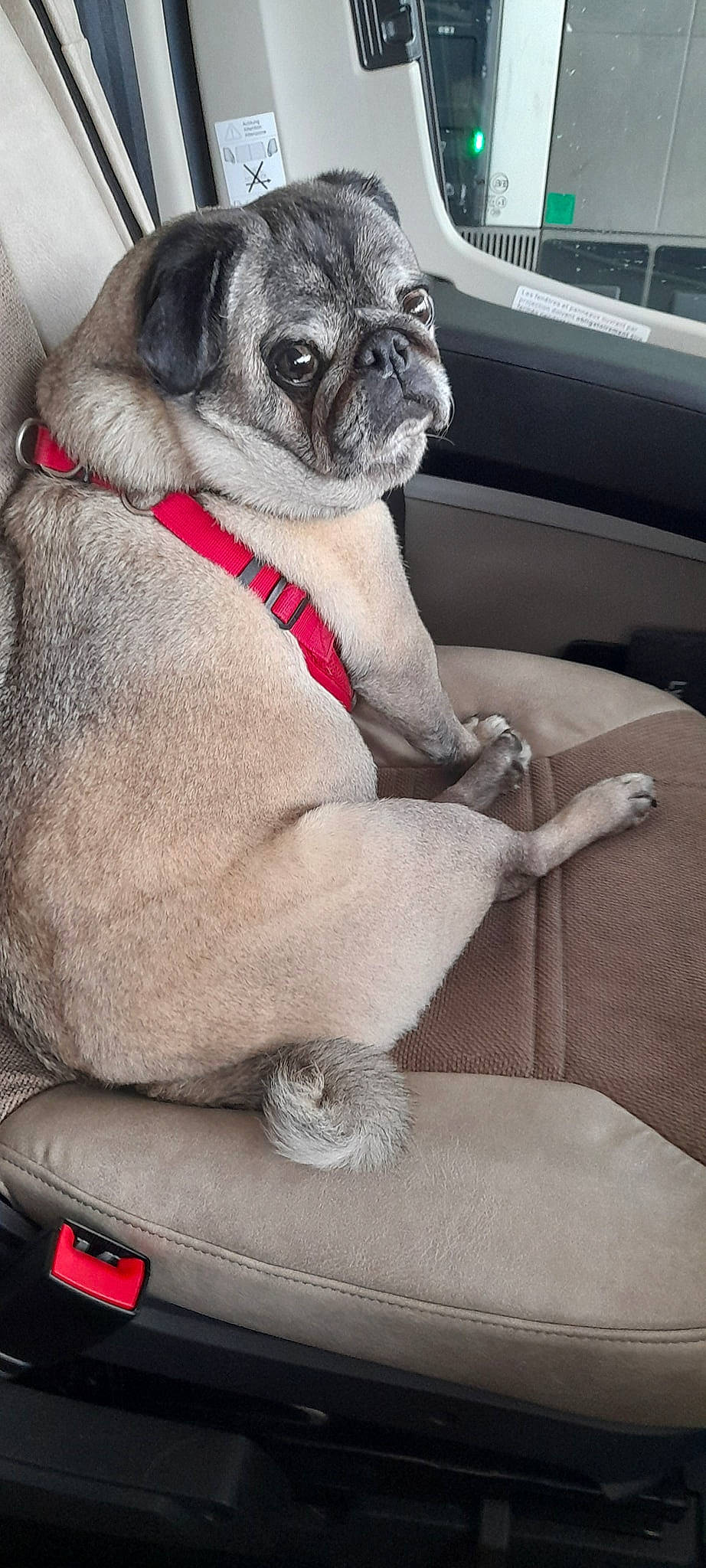 Jules a rejoint le concours — aidez-le/la à gagner de superbes lots ! canidae, carnivore, collar, comfort, companion_dog, dog, dog_breed, dog_collar, dog_supply, fawn, grey, leash, pet_supply, pug, snout, sporting_group, toy_dog, window, working_animal, wrinkle