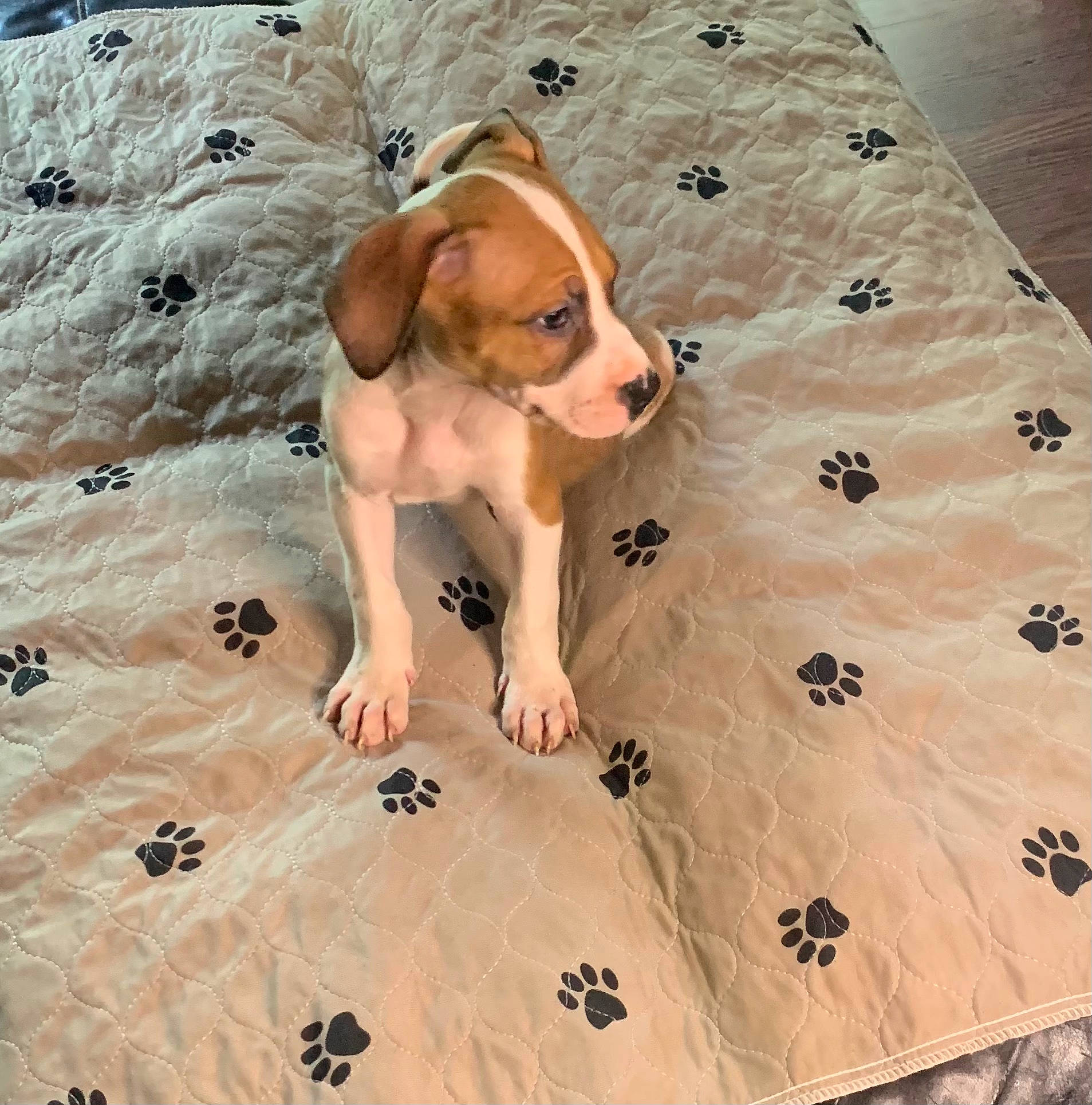 Buster joined the competition — help win amazing prizes! carnivore, comfort, companion_dog, dog, dog_breed, fawn, floor, flooring, hardwood, hound, pattern, paw, scent_hound, snout, sporting_group, tail, toy, toy_dog, wood, working_animal