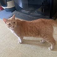 Lil Man joined the competition — help win amazing prizes! animal, cat, curious, domestic, ears, fireplace, floor, fur, home, household, indoor, looking, orange_tabby, pet, quiet, room, standing, tail, tile, whiskers