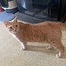 animal, cat, curious, domestic, ears, fireplace, floor, fur, home, household, indoor, looking, orange_tabby, pet, quiet, room, standing, tail, tile, whiskers