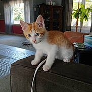 Kingdan is registered to the contest to win money with this photo: cabinet, carpet, cat, couch, curious, curtains, feline, fur, home, indoor, kitten, living_room, natural_light, orange_and_white, pet, plant, playful, whiskers, window, young