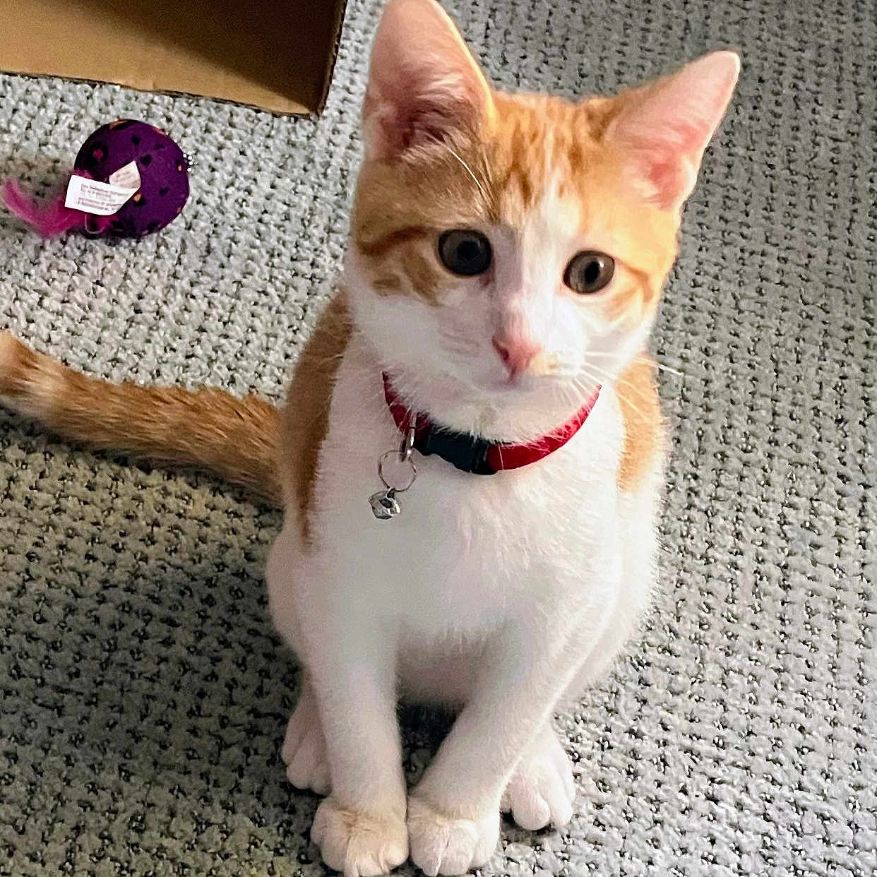 Kingdan joined the competition — help win amazing prizes! animal, cardboard_box, carpet, cat, collar, curious, cute, domestic, feline, fur, indoor, kitten, looking_up, orange_and_white, pet, playful, sitting, small, toy, whiskers