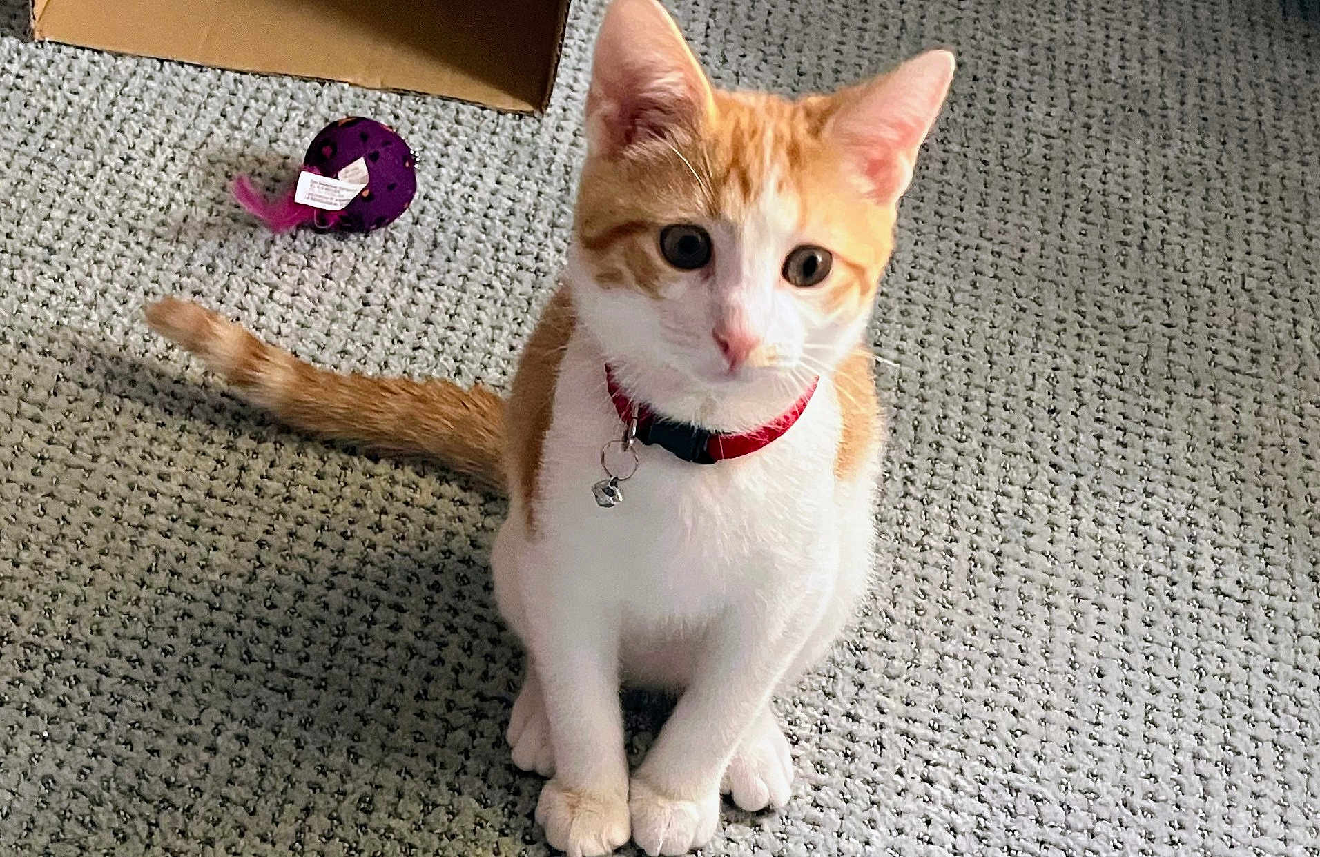 Kingdan joined the competition — help win amazing prizes! animal, cardboard_box, carpet, cat, collar, curious, cute, domestic, feline, fur, indoor, kitten, looking_up, orange_and_white, pet, playful, sitting, small, toy, whiskers