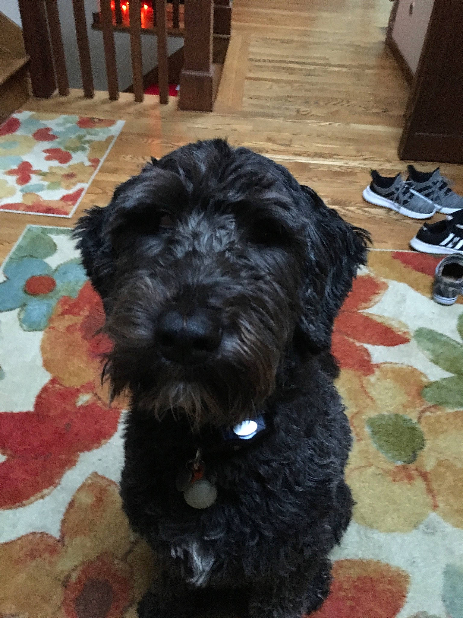 Kiwi joined the competition — help win amazing prizes! bolonka, canidae, carnivore, cavapoo, cockapoo, companion_dog, dog, dog_breed, mammal, miniature_schnauzer, non_sporting_group, poodle_crossbreed, portuguese_water_dog, puppy, rare_breed_dog, schnoodle, sporting_group, sporting_lucas_terrier, terrier, vertebrate