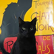 Squeaky is registered to the contest to win money with this photo: black_cat, cat, poster, vintage, yellow_background, red_text, indoor, pet, animal, sitting, feline, illustration, eyes, whiskers, fur, portrait, domestic_cat, art, decor, contrast