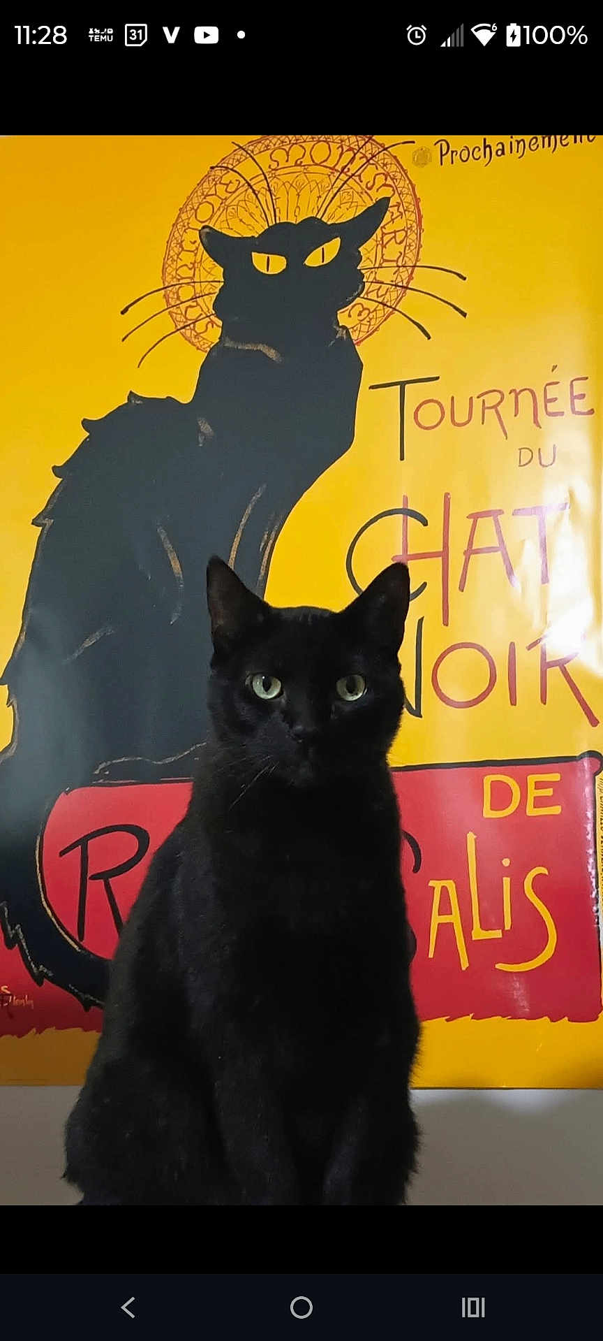 Squeaky is registered to the contest to win money with this photo: black_cat, cat, poster, vintage, yellow_background, red_text, indoor, pet, animal, sitting, feline, illustration, eyes, whiskers, fur, portrait, domestic_cat, art, decor, contrast
