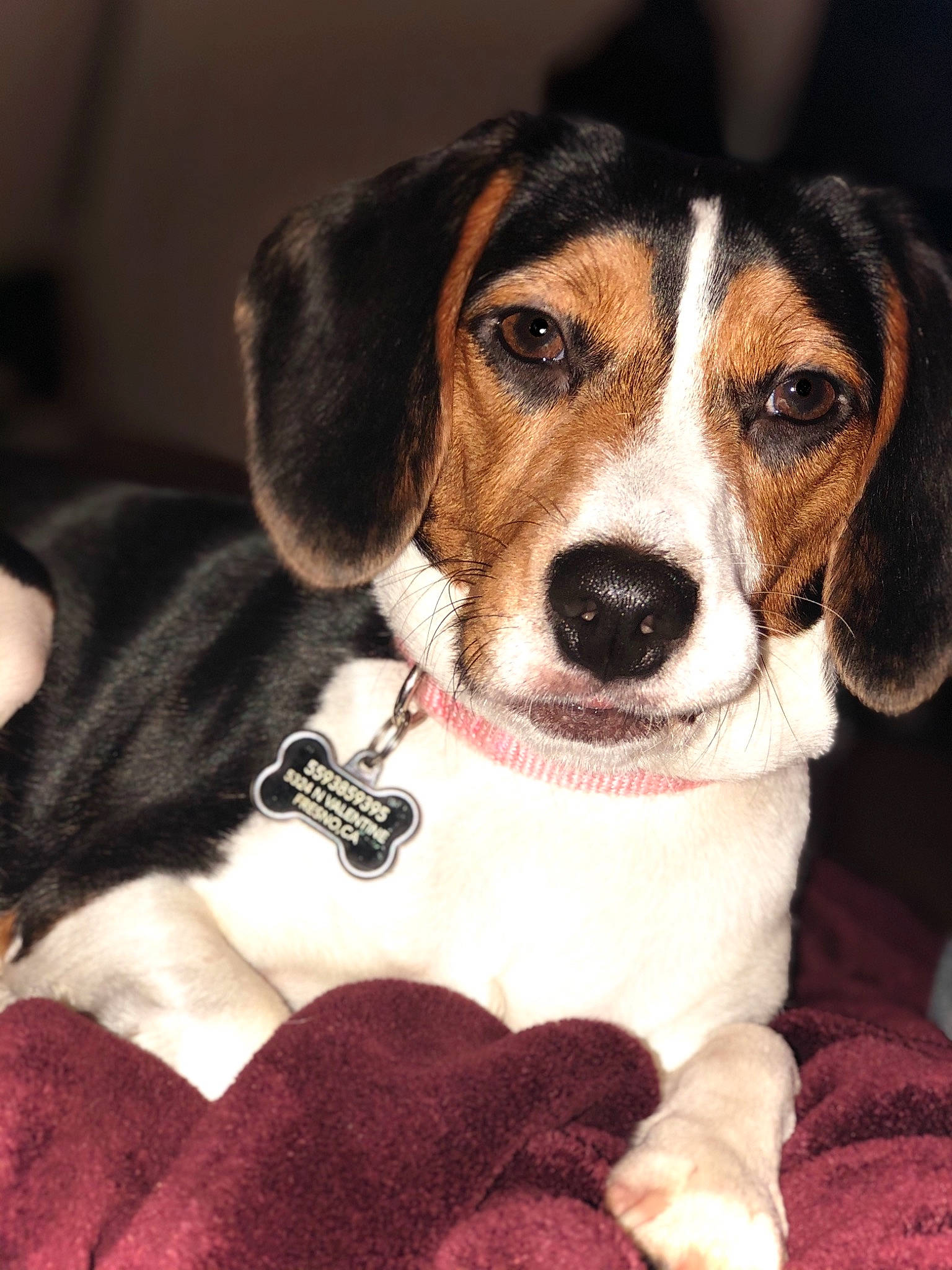 Blueberry Bagel is registered to the contest to win money with this photo: american_foxhound, beagador, beagle, beagle_harrier, beaglier, canidae, carnivore, companion_dog, dog, dog_breed, finnish_hound, hamiltonstovare, harrier, mammal, pocket_beagle, puppy, serbian_tricolour_hound, snout, treeing_walker_coonhound, vertebrate