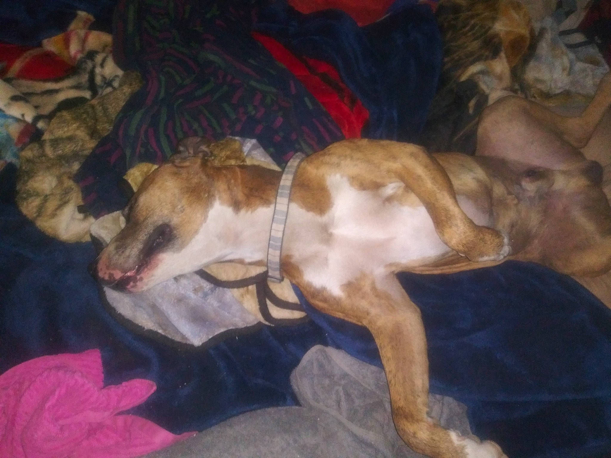 Houdini joined the competition — help win amazing prizes! canidae, carnivore, comfort, companion_dog, dog, dog_breed, fawn, hortaya_borzaya, hound, mudhol_hound, nap, paw, polish_greyhound, sighthound, snout, sporting_group, street_dog, tail, terrestrial_animal, toy_dog