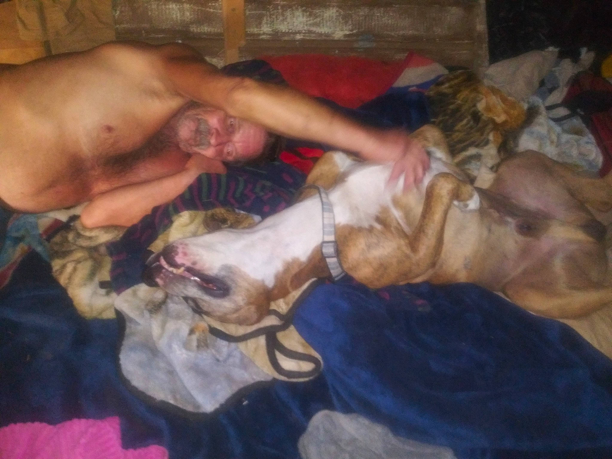 Houdini joined the competition — help win amazing prizes! canidae, carnivore, chest, comfort, companion_dog, dog, dog_breed, elbow, event, fawn, flesh, foot, human_leg, knee, mammal, meat, sporting_group, thigh, working_animal, wrist