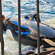 Bongo is registered to the contest to win money with this photo: orca, trainer, water, pool, animal, marine_mammal, person, bars, interaction, black_and_white, reflection, audience, aquatic, wildlife, outdoor, swimming, performance, marine_park, spectator, wet