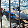 orca, trainer, water, pool, animal, marine_mammal, person, bars, interaction, black_and_white, reflection, audience, aquatic, wildlife, outdoor, swimming, performance, marine_park, spectator, wet