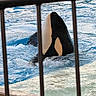 Bongo joined the competition — help win amazing prizes! orca, whale, water, pool, marine_mammal, animal, black_and_white, aquatic, captive, bars, splash, ocean, sea, wildlife, nature, swimming, mammal, closeup, outdoor, marine