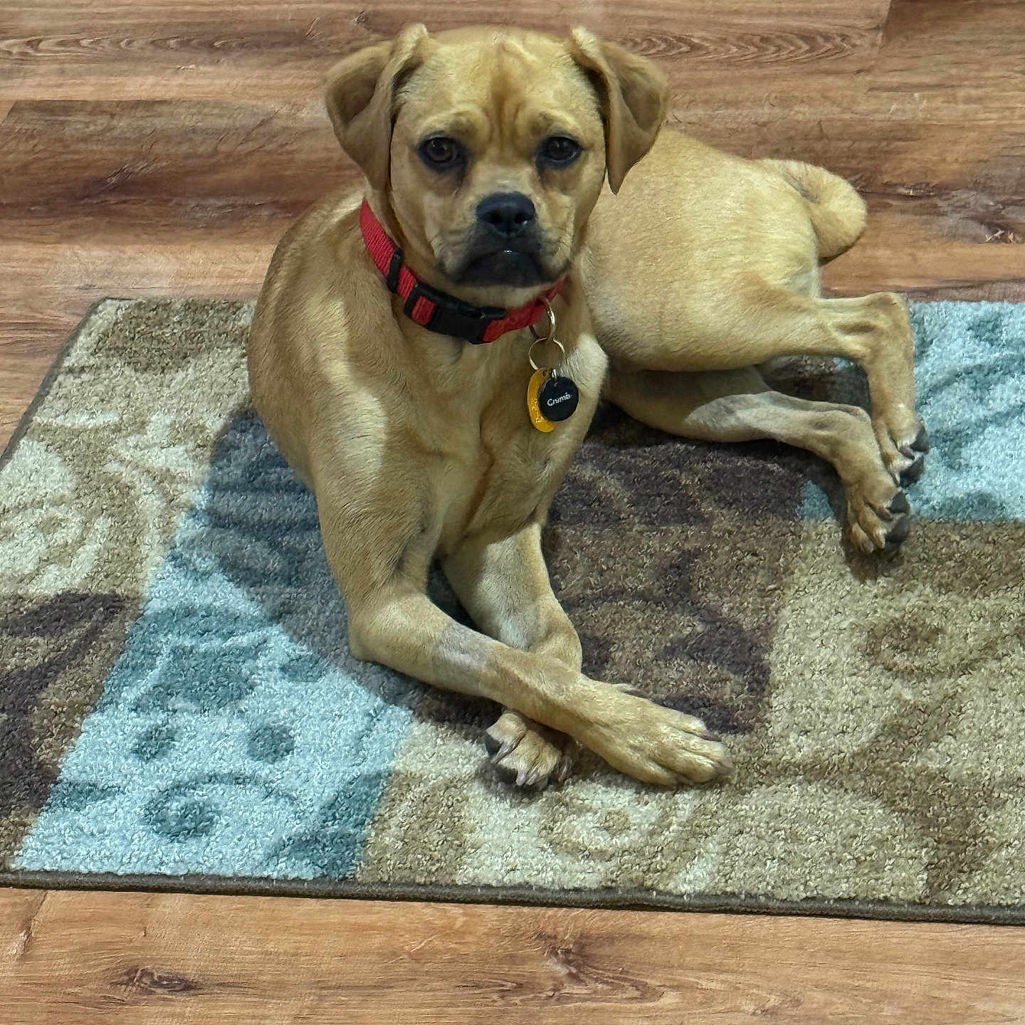 Bongo is registered to the contest to win money with this photo: dog, pet, indoor, floor, rug, wooden_floor, animal, canine, collar, red_collar, crossed_paws, looking_at_camera, brown_dog, resting, calm, medium_size_dog, home, domestic_animal, fur, ears