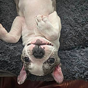 Guido joined the competition — help win amazing prizes! animal, black_nose, blanket, close_up, cute, dog, ears, face, fur, indoor, lying_down, paw, pet, puppy, relaxed, sleepy, small_dog, soft_texture, upside_down, white_fur