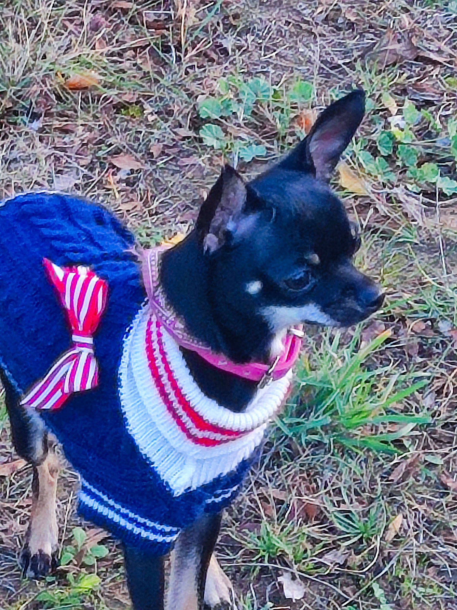 Sookie participe au concours pour gagner de l'argent avec cette photo : carnivore, collar, companion_dog, dog, dog_breed, dog_clothes, dog_collar, dog_supply, electric_blue, fashion_accessory, fawn, grass, herding_dog, leash, pet_supply, plant, snout, sporting_group, tail, working_animal