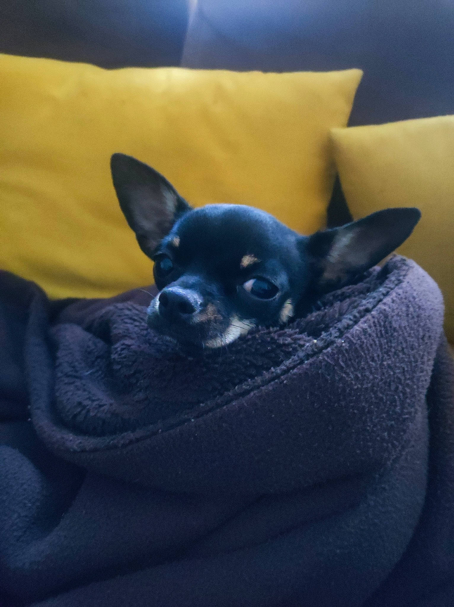 Sookie a rejoint le concours — aidez-le/la à gagner de superbes lots ! canidae, carnivore, comfort, companion_dog, couch, dog, dog_breed, ear, electric_blue, fawn, felidae, fur, grey, macro_photography, snout, sporting_group, terrestrial_animal, toy_dog, whiskers, working_animal