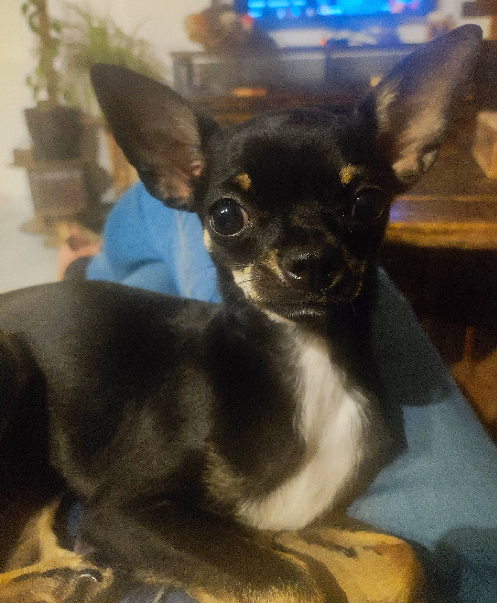 Sookie participe au concours pour gagner de l'argent avec cette photo : canidae, carnivore, chihuahua, comfort, companion_dog, corgi_chihuahua, dog, dog_breed, ear, fawn, felidae, fur, houseplant, prazsky_krysarik, russkiy_toy, snout, sporting_group, toy_dog, whiskers, working_animal