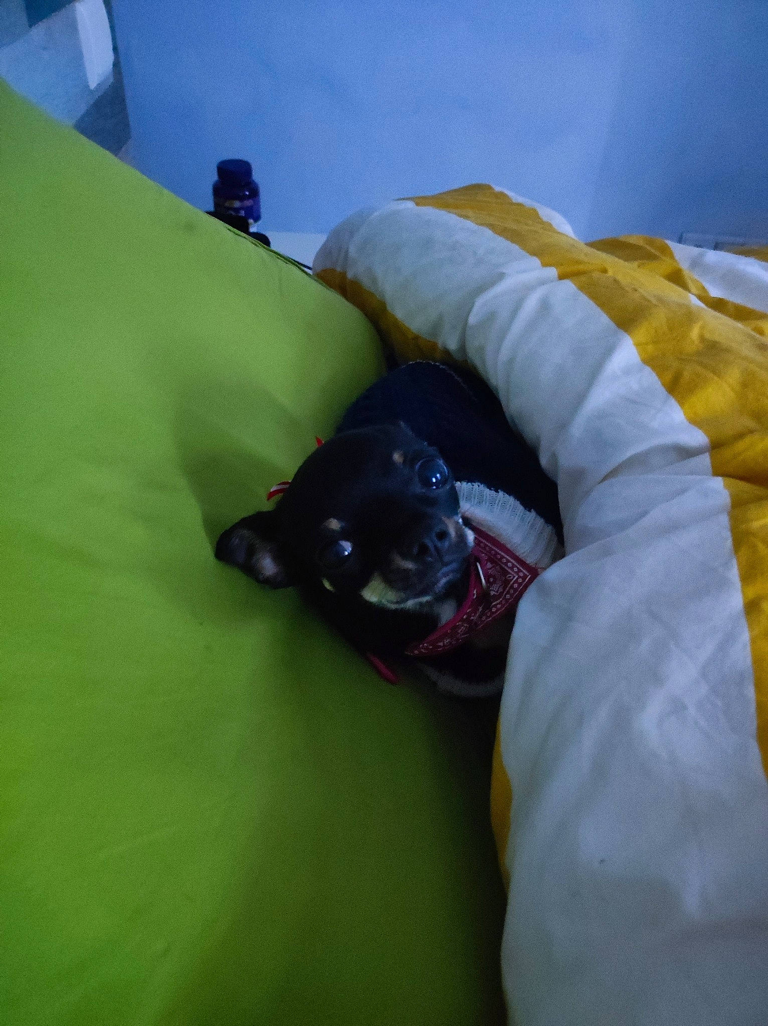 Sookie a rejoint le concours — aidez-le/la à gagner de superbes lots ! bean_bag, bed, bed_sheet, bedding, bedroom, carnivore, comfort, companion_dog, dog, dog_breed, duvet, guard_dog, linens, nap, personal_protective_equipment, reptile, room, sporting_group, terrestrial_animal, working_animal