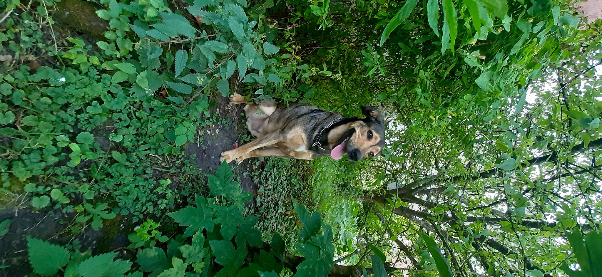 Noctis participe au concours pour gagner de l'argent avec cette photo : canidae, fawn, grass, jungle, plant, plant_community, wildlife, wolfdog