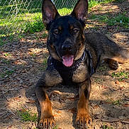Jagger is registered to the contest to win money with this photo: dog, german_shepherd, canine, pet, outdoor, sunlight, grass, dirt, leaves, fence, ears, tongue, happy, lying_down, collar, nature, animal, mammal, paw, daytime