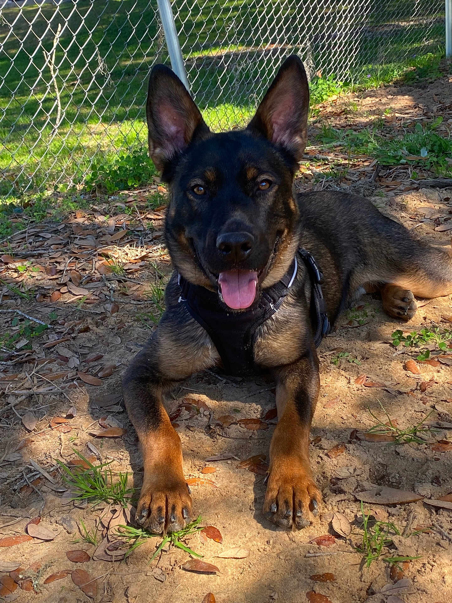 Jagger is registered to the contest to win money with this photo: dog, german_shepherd, canine, pet, outdoor, sunlight, grass, dirt, leaves, fence, ears, tongue, happy, lying_down, collar, nature, animal, mammal, paw, daytime