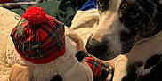Zen joined the competition — help win amazing prizes! dog, plush_toy, sheep, tartan_hat, tartan_scarf, bed, blanket, indoor, cozy, black_and_white, pet, stuffed_animal, window_blinds, fur, animal, resting, looking, fabric, soft, home