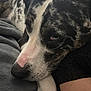Zen is registered to the contest to win money with this photo: dog, close_up, resting, blanket, fur, pet, animal, cozy, sleepy, indoor, black_and_white, paw, face, relaxation, companion, comfort, soft_texture, napping, muzzle, domestic_animal