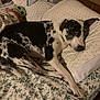 Zen joined the competition — help win amazing prizes! dog, bed, pillow, blanket, sleeping, resting, indoor, pet, canine, spotted_coat, fur, comfort, sleepy, home, wooden_headboard, fabric, relaxation, animal, domestic, patterned_bedding