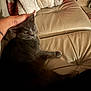 Pumpkin joined the competition — help win amazing prizes! cat, gray_cat, leather_couch, blanket, hand, tattoo, indoor, pet, animal, relaxing, feline, cozy, red_pillow, soft_lighting, home, comfort, resting, touch, domestic, couch