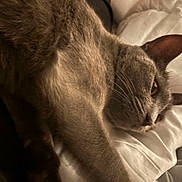 Pumpkin joined the competition — help win amazing prizes! cat, gray_cat, feline, pet, sleeping, close_up, fur, whiskers, ear, pillow, bed, resting, indoor, cozy, relaxed, animal, mammal, cute, soft, portrait