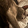 cat, gray_cat, feline, pet, sleeping, close_up, fur, whiskers, ear, pillow, bed, resting, indoor, cozy, relaxed, animal, mammal, cute, soft, portrait