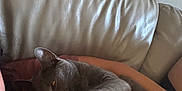 Pumpkin joined the competition — help win amazing prizes! cat, gray_cat, pet, animal, feline, relaxed, sleepy, couch, leather_couch, indoor, person, human, resting, cozy, paw, fur, close_up, comfort, home, casual