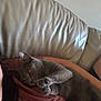 cat, gray_cat, pet, animal, feline, relaxed, sleepy, couch, leather_couch, indoor, person, human, resting, cozy, paw, fur, close_up, comfort, home, casual
