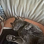 Pumpkin joined the competition — help win amazing prizes! cat, grey_cat, pet, feline, paw, relaxed, indoor, couch, leather, person, tattoo, black_shirt, pillow, patterned_pillow, closeup, resting, comfort, home, fur, whiskers