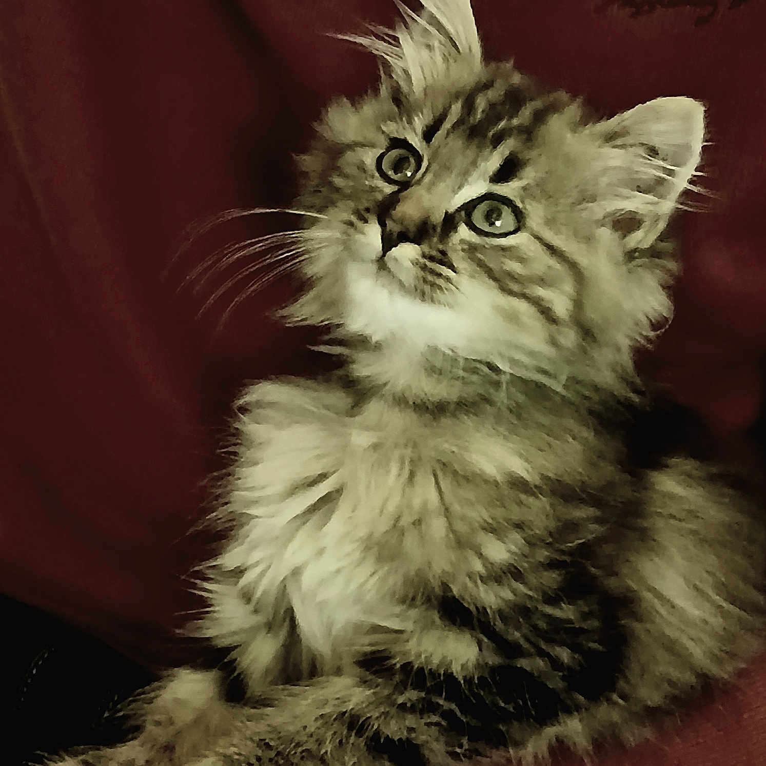 Simba a rejoint le concours — aidez-le/la à gagner de superbes lots ! abyssinian, angora, animal, cat, kitten, manx, pet, siamese