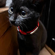 Nala a rejoint le concours — aidez-le/la à gagner de superbes lots ! black_cat, kitten, close_up, pet, fur, whiskers, collar, indoor, wooden_surface, curious, animal, young_cat, feline, portrait, domestic_cat, cute, eyes, soft_light, small, companion