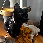 Nala participe au concours pour gagner de l'argent avec cette photo : animal, black_cat, blanket, cat, collar, cozy, curious, cushion, ears, eyes, feline, floor, fur, home, indoor, pet, pink_bell, stairs, whiskers, wooden_stairs