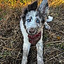 Rio participe au concours pour gagner de l'argent avec cette photo : dog, puppy, muddy, blue_eyes, bandana, outdoor, grass, dirt, nature, animal, pet, ears, fur, playful, cute, young, looking_up, field, closeup, adorable