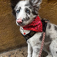 Rio a rejoint le concours — aidez-le/la à gagner de superbes lots ! dog, puppy, blue_eyes, pink_nose, red_bandana, harness, leash, sitting, outdoor, wall, yellow_wall, curious, pet, young_dog, closeup, fur, canine, side_view, animal, leaf