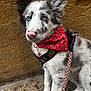dog, puppy, blue_eyes, pink_nose, red_bandana, harness, leash, sitting, outdoor, wall, yellow_wall, curious, pet, young_dog, closeup, fur, canine, side_view, animal, leaf