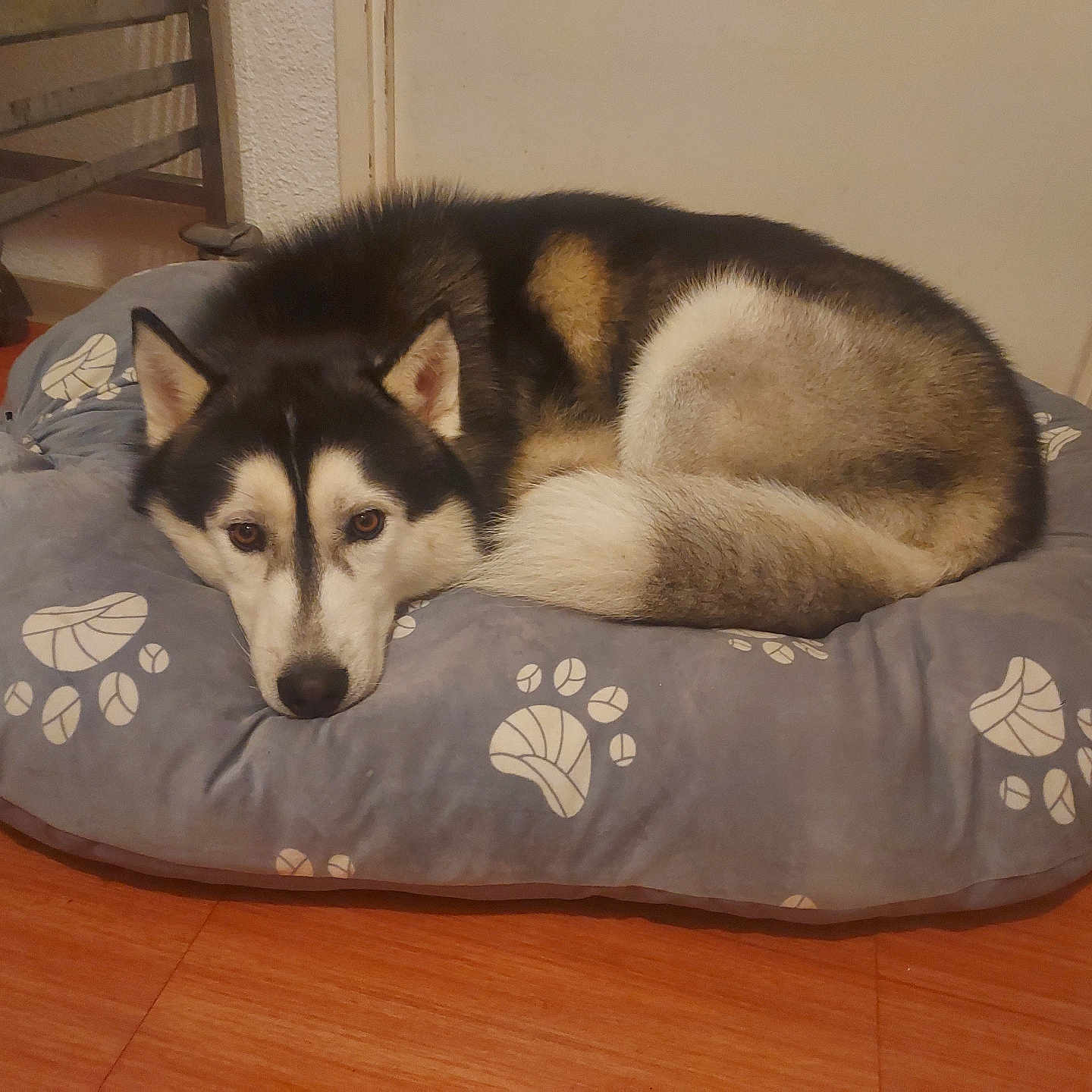 Huky a rejoint le concours — aidez-le/la à gagner de superbes lots ! animal, canine, dog, dogbed, eskimodog, husky, pet, puppy